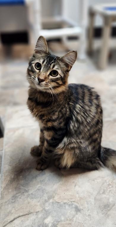 Cat 27800 (Tostada), a cat for adoption from The Cat House on the Kings