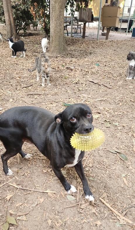 Photo 2 of Little Black Dog