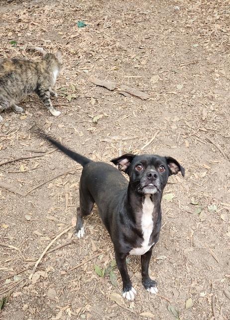Photo 3 of Little Black Dog