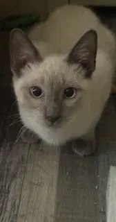 Ambrosia - Siamese