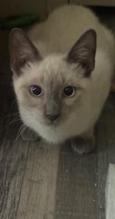 Ambrosia, a cat for adoption from The Cat House on the Kings