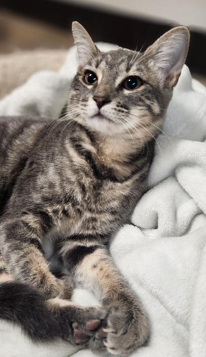 Kitten 27981(Peeta)
