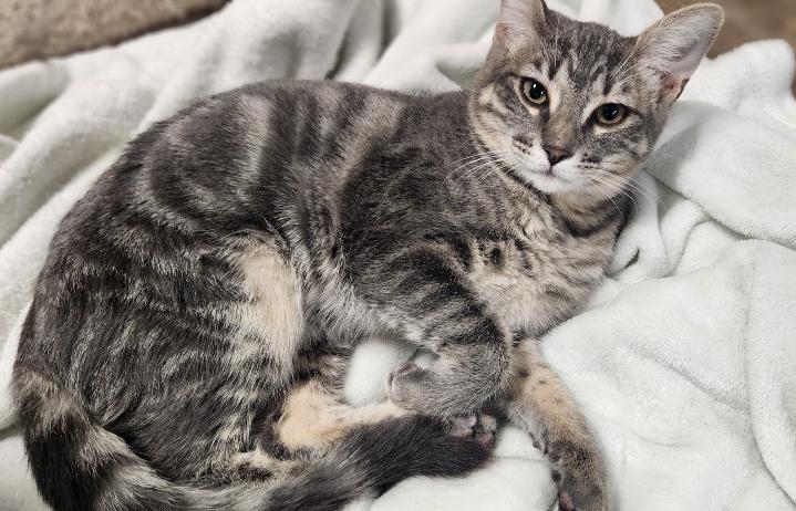 Kitten 27981(Peeta), photo 2