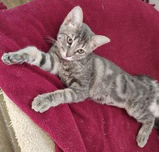 Photo 3 of Kitten 27981(Peeta)