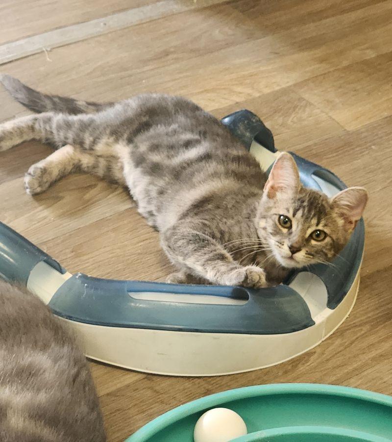 Kitten 27981(Peeta), photo 4