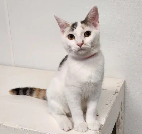 Kitten Mars - Calico