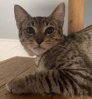 Kitten 27983, photo 2