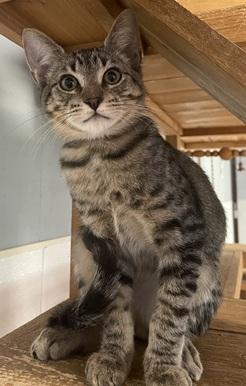 Photo 3 of Kitten 27983(Lou)