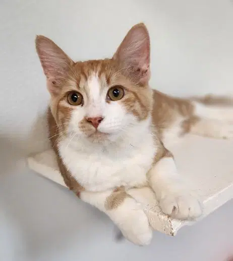 Kitten  Billy - Maine Coon Mix
