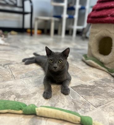 Cat 27999 (Freddy), a cat for adoption from The Cat House on the Kings