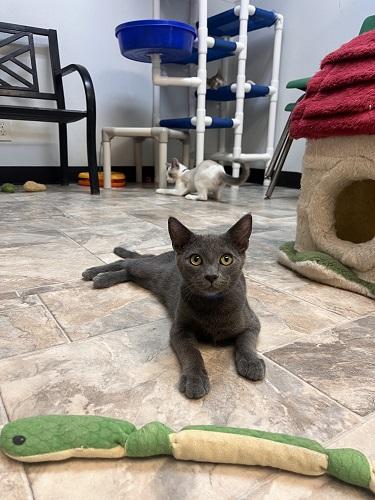 Photo 2 of Cat 27999 (Freddy)