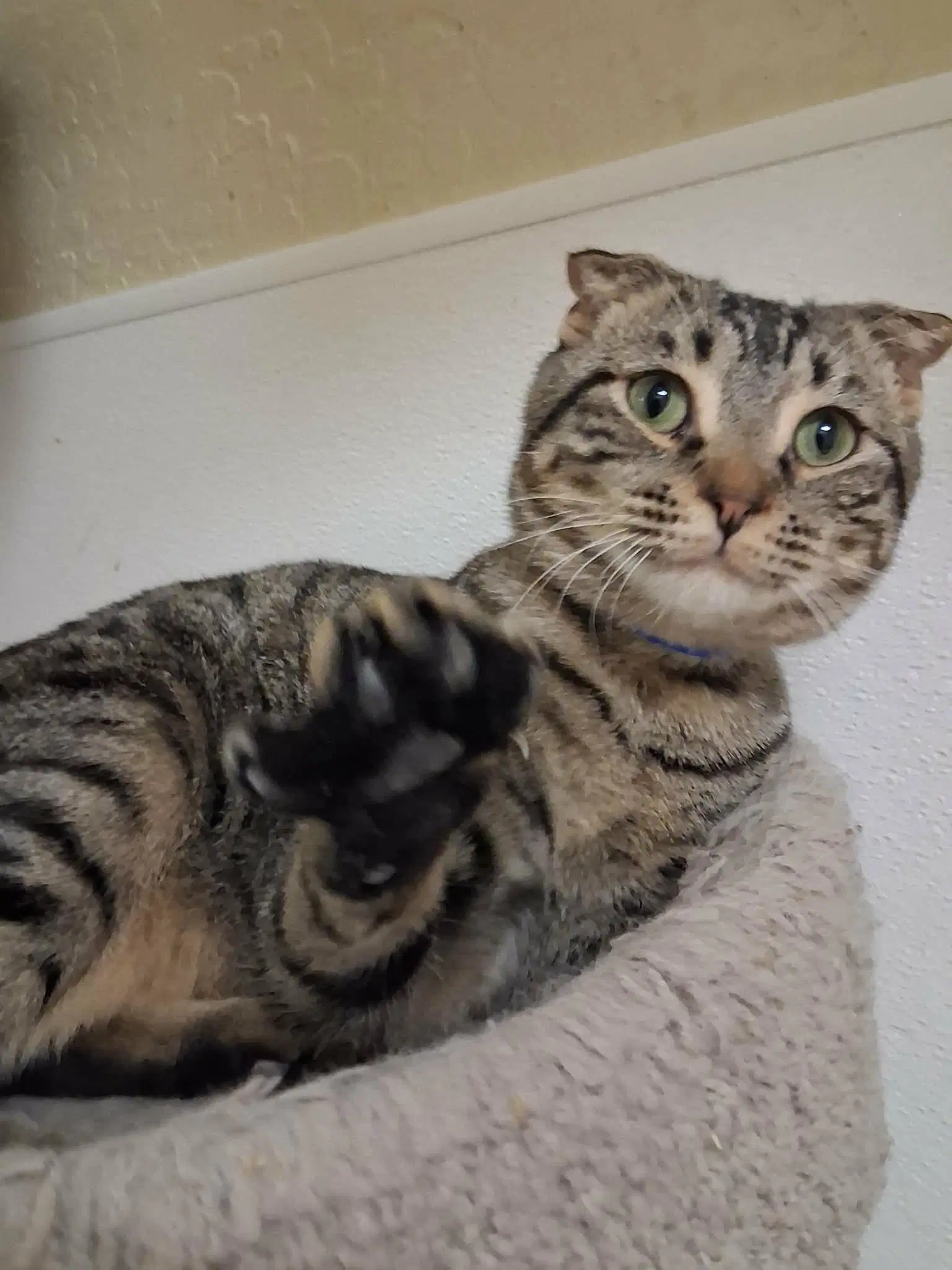 Scotty - Scottish Fold