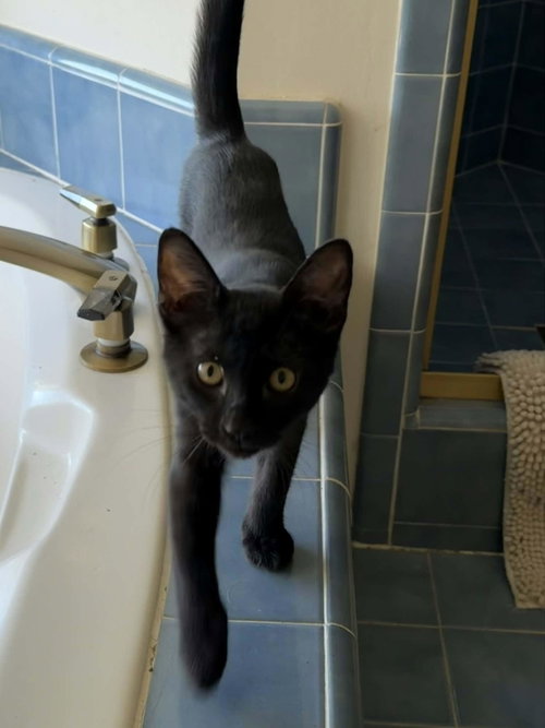 Angus, a cat for adoption from The Cat House on the Kings
