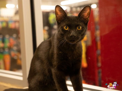 Angus, Domestic Short Hair