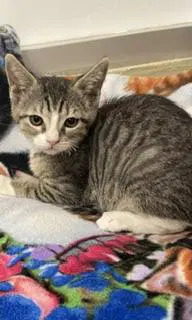 Beatrice - Tabby