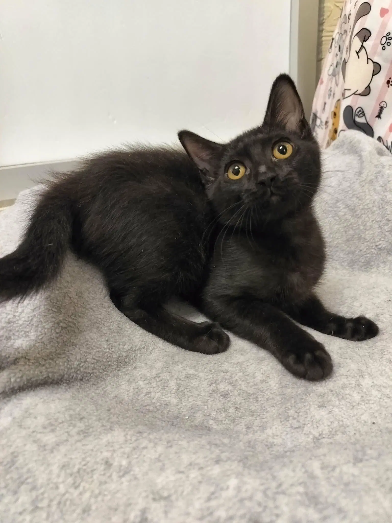 Cami - Domestic Short Hair