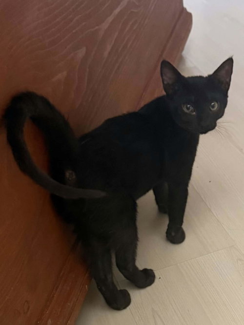 Dilly, a cat for adoption from The Cat House on the Kings