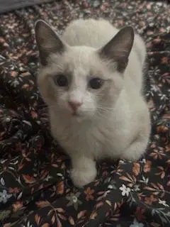 Fabio - Snowshoe