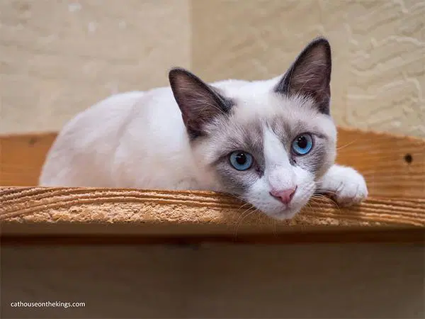 Fabio - Snowshoe