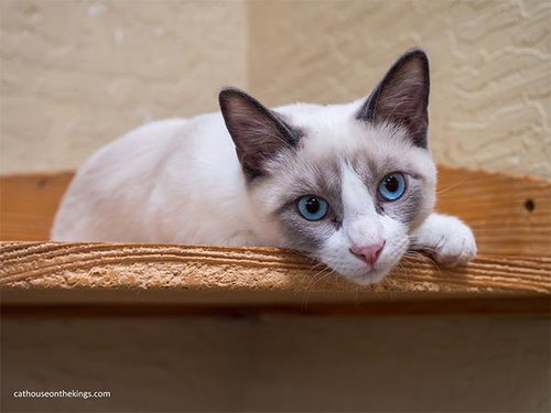 Fabio, a cat for adoption from The Cat House on the Kings