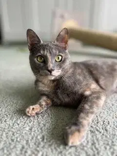 Galila - Dilute Tortoiseshell