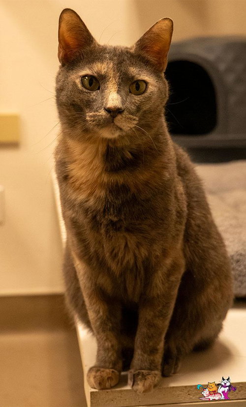 Galila, Dilute Tortoiseshell