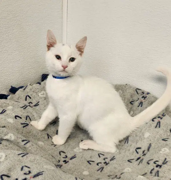 Kitten  Dash - Domestic Short Hair