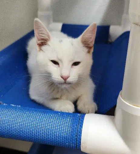 Kitten  Dash image 2