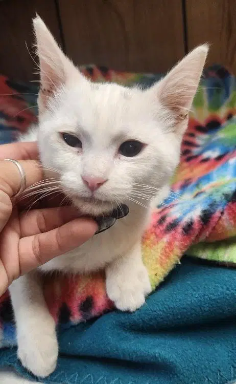 Kitten  Dash image 3