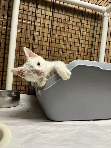 Kitten  Dash image 4