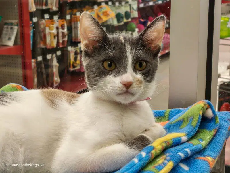 Nia - Dilute Calico