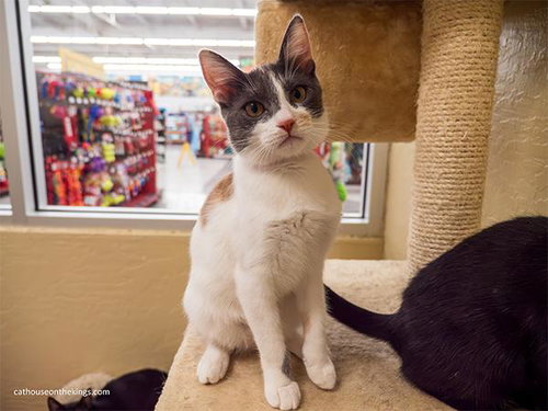 Nia, a cat for adoption from The Cat House on the Kings