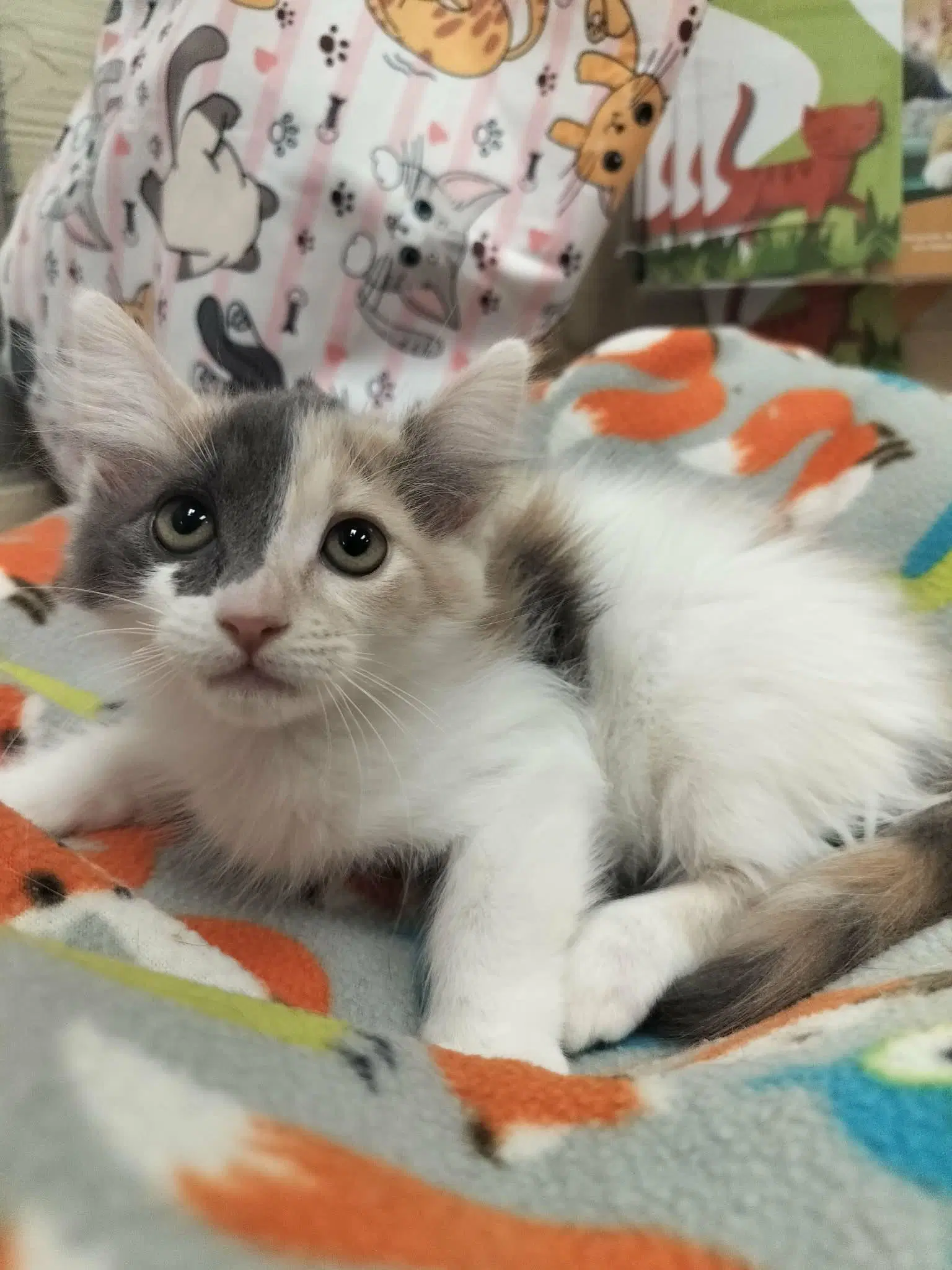 Zuri - Dilute Calico