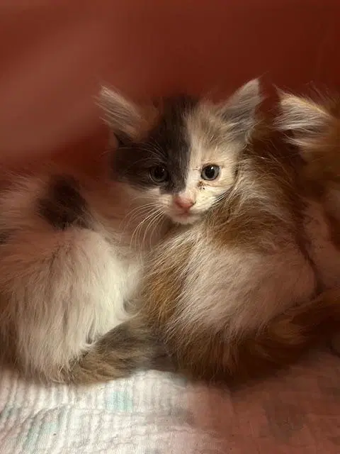 Zuri image 4