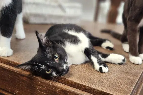 Kitten  Oreo - Domestic Short Hair