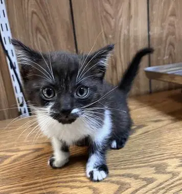 Kitten  Oreo image 2