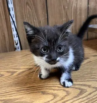 Kitten  Oreo image 3