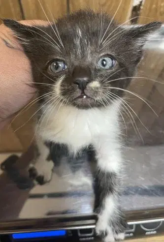 Kitten  Oreo image 4