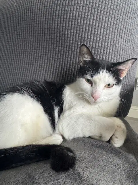 Brie - Domestic Short Hair