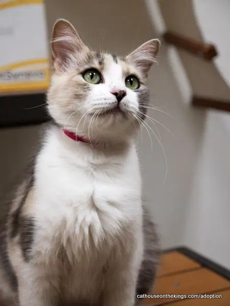 Delilah - Dilute Calico