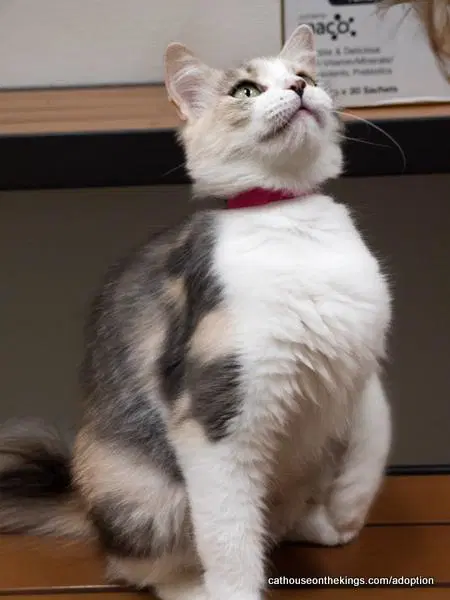 Delilah image 2