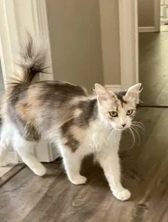 Delilah image 4