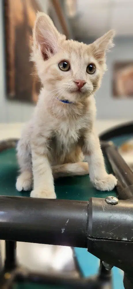 Kitten  Gnocchi - Domestic Medium Hair