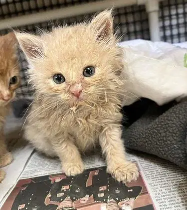 Kitten  Gnocchi image 2
