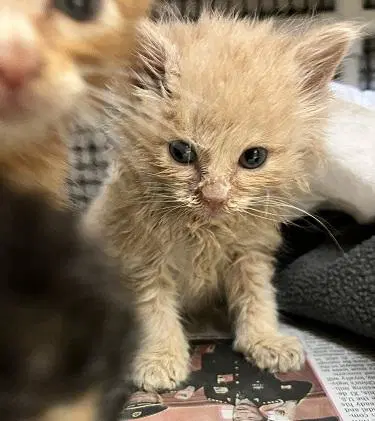 Kitten  Gnocchi image 3