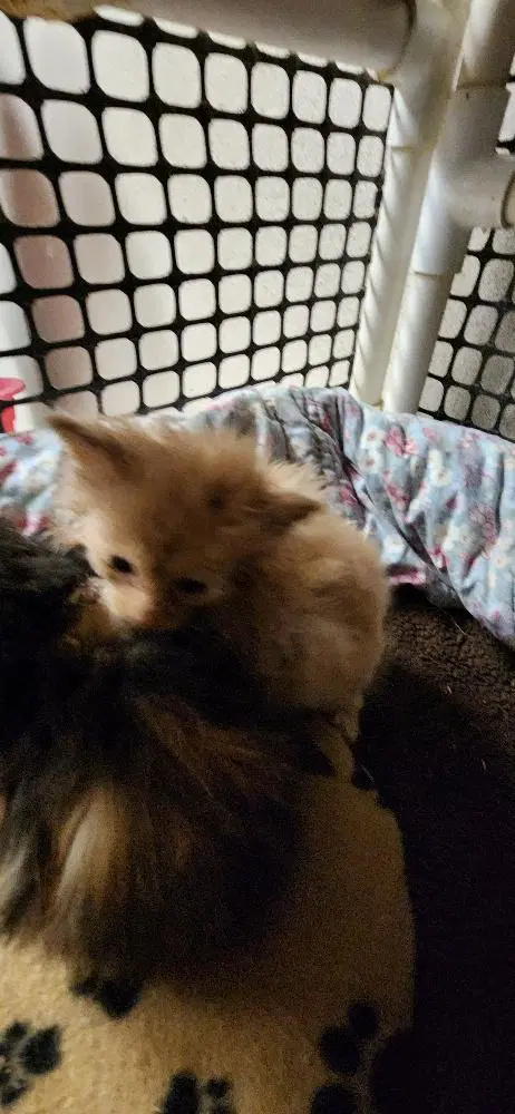Kitten  Gnocchi image 4