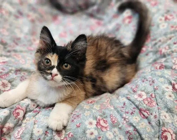 Kitten  Fettuccine image 2