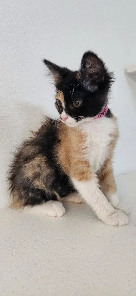 Kitten  Fettuccine image 4