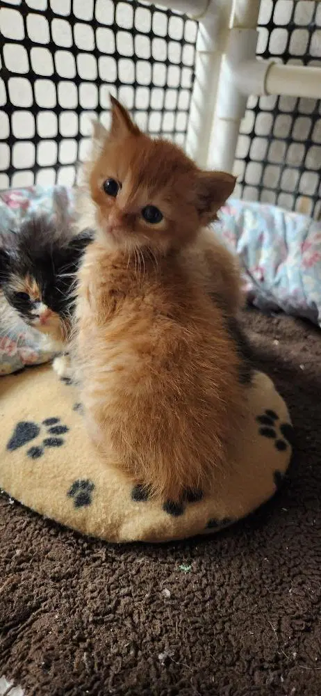 Kitten  Rigatoni image 3