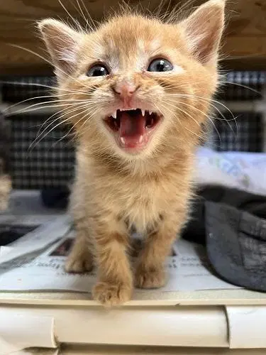 Kitten  Rigatoni image 4